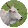 Burri Zebu Logo